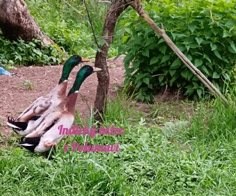 Indický běžec - kachňátka 🦆🦆🦆 - 2