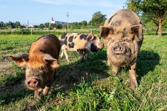 prasátka na grilovačku nebo do mrazáku kune kune - 2