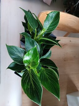 Philodendron Birkin - 2