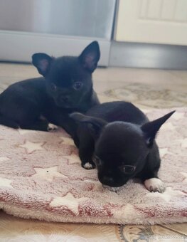 Čivava krátkosrstá s PP FCI - 2