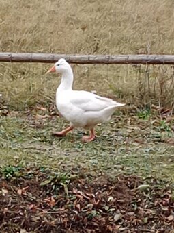 Husa česká chocholata - 2