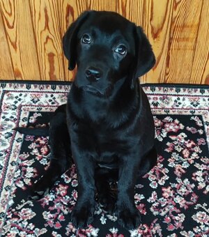 Labrador s PP,kvalitní černé štěňátko,kluk-SUPER CENA - 2