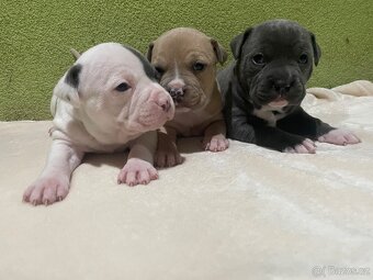 Americký stafordšírsky teriér - 2