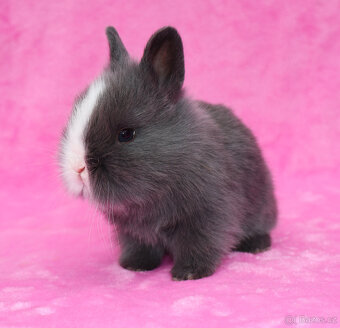 Zakrslý krátkouchý modrooký lvíček sameček - 2