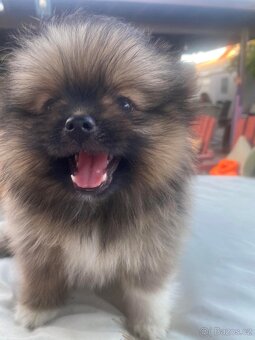 Pomeranian,Pomerian,Pomík - 2
