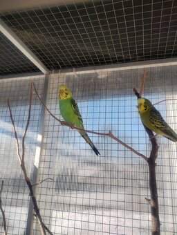 Andulka vlnkovaná - 2