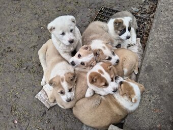 SAO/středoasijský pastevecký pes - 2