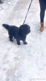 Bisonek,havansky psík,maltezak,bischon, - 2