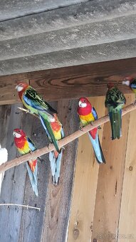 Rosela pestrá, chovné páry - 2