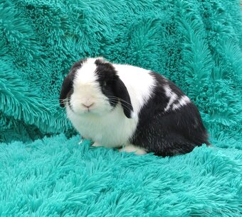 minilop - samička - 2