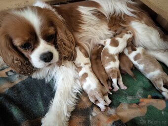 Štěňátka Kavalír King Charles Španěla - 2