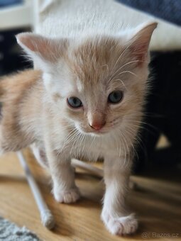 Kříženci Ragdoll - 2