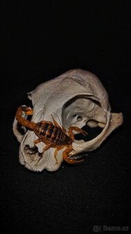 Redukce chovu - 2