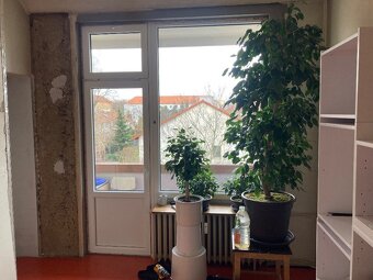 Prodám dvoumetrový Ficus - 2