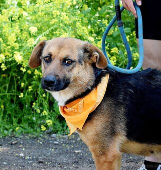 CARMELA K ADOPCI - 3 ROKY,ODDANÁ,HODNÁ,MAZLIVÁ - 2