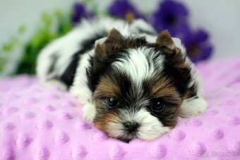 biewer yorkshire terrier s PP - Geronimo - 2