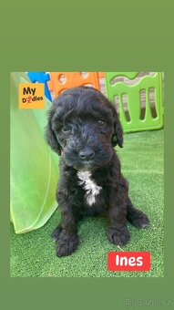 Labradoodle F1B - 2