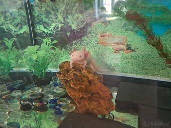 Hledám zodpovědný domov pro svého axolotla. - 2
