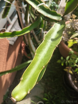 Pitahaya - Hylocereus Undatus - řízky na prodej - 2