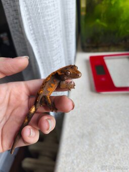 Pagekon řasnatý 0.1 - 2