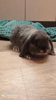 Zakrslý Beránek - 2