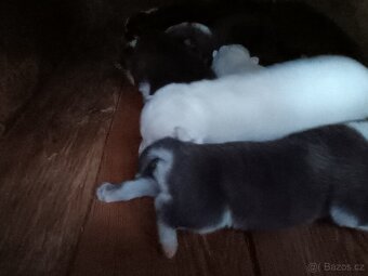 Sibiřský husky - 2