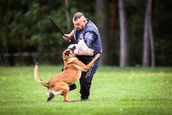 Belgický ovčák malinois - 2