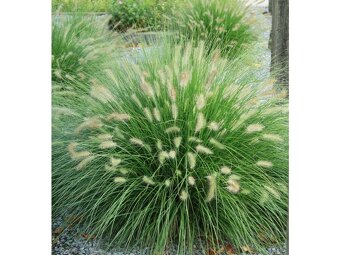 Traviny - Dochan psárkovitý - 2