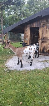 Holandská zakrslá koza - 2