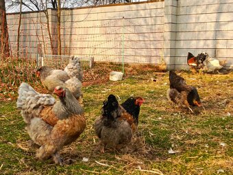 Brahmanka velká - 2