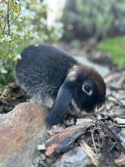 Zakrslí beránci samičky - 2