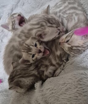 Bengalské koťata - 2