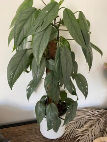 Epipremnum cebu blue - 2