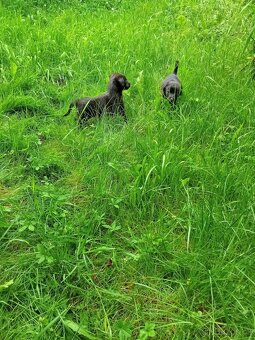 Bordel kolie x labrador - 2