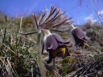 Koniklec luční-Pulsatilla pratensis 400 semen 50Kč - 2