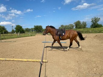 4letý kompaktní Valášek 145cm - 2