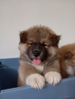Štěňata Akita inu bez PP - 2