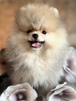 Pomeranian s p.p - 2