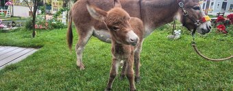 Miniaturní stredozemní osel - 2