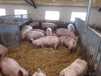 Vykrmena prasata - 2