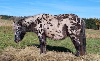 MiniHorse/ MiniAppaloosa - 2