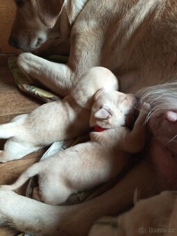 Prodám štěně labradorského retrívra - 2