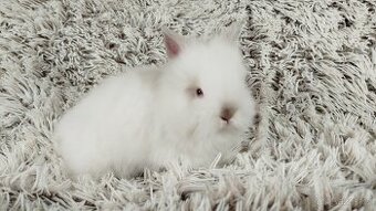 Zakrslý králík, králíček -(TEDDY)-HERBERT A HEIDY - 2