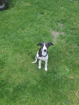 Whippet s PP, vipet - 2