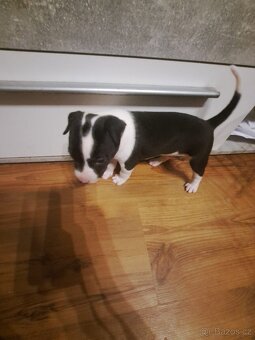 Štěňátka Amstaff - 2