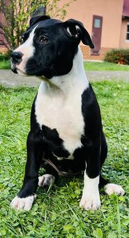 americký stafordšírský teriér - 2