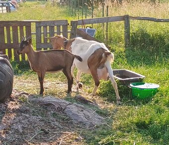 Letošní kozička - 2