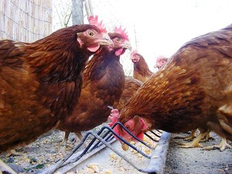 KUŘICE K PRODEJI - 2