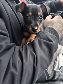 Štěně Pražský krysařík - 2