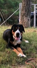 Velký švýcarský salašnický pes - 2